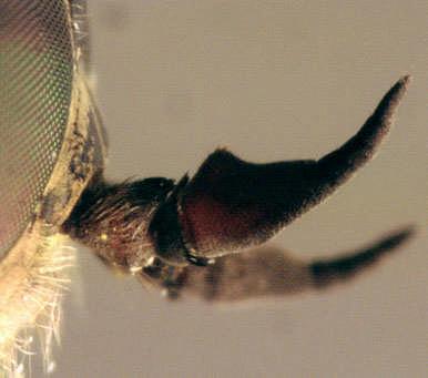 Antenne: Flagellomeren Pedicellus Scapus Wenige