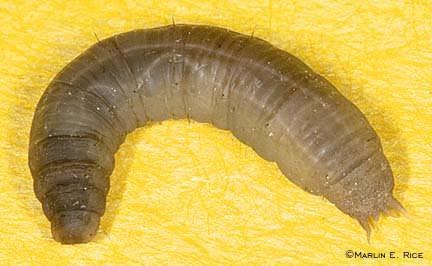 Tipulidae - Kohlschnaken Begattung erfolgt unmittelbar nach dem Schlupf. Eiablage kurz nach der Begattung.