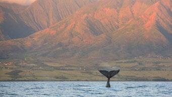 Maui - Zusatzbuchungen Bootsausflug: Whale Watching Auf Maui bietet sich zwischen Mitte November und Mitte Mai die Gelegenheit, Wale zu beobachten.
