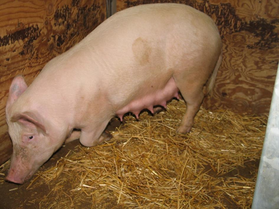 Kranke und verletzte Schweine haben laut Tierschutzverordnung Anrecht auf eine geeignete Unterbringung und Behandlung.