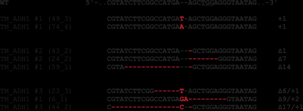 CRISPR/Cas induzierte vererbbare spezifische Genomveränderung 18 Holger