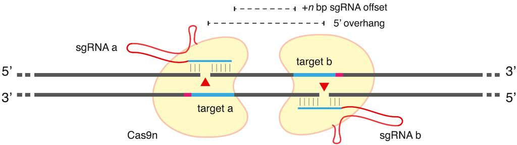 Höhere Sepzifität : Der CRISPR/Cas Gepaarte Nickase-Ansatz zur Mutagenese Ran et al.