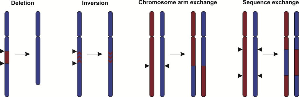 Aktuelle Forschung: Restrukturierung von Chromosomen Plant Journal (2014) 78, 727 741 Fixierung optimaler