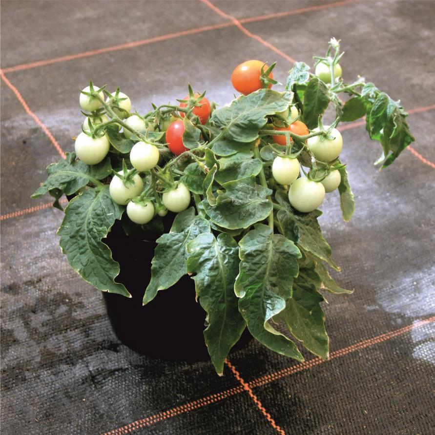 Anwendung: Kulturpflanze Tomate 50 Holger Puchta Vorstellung