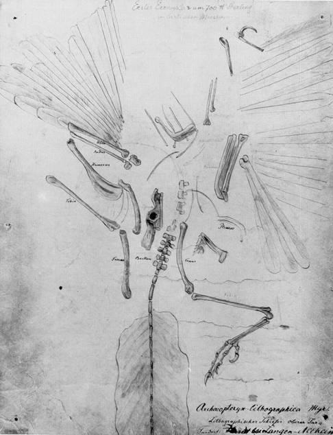 2 Abb. 2: Die Archaeopteryx-Zeichnung von OPPEL So hat der Münchener Universitätsprofessor ANDREAS WAGNER, ein Verfechter der Schöpfungsgeschichte, den Fund als "Kriechtier" abgetan.