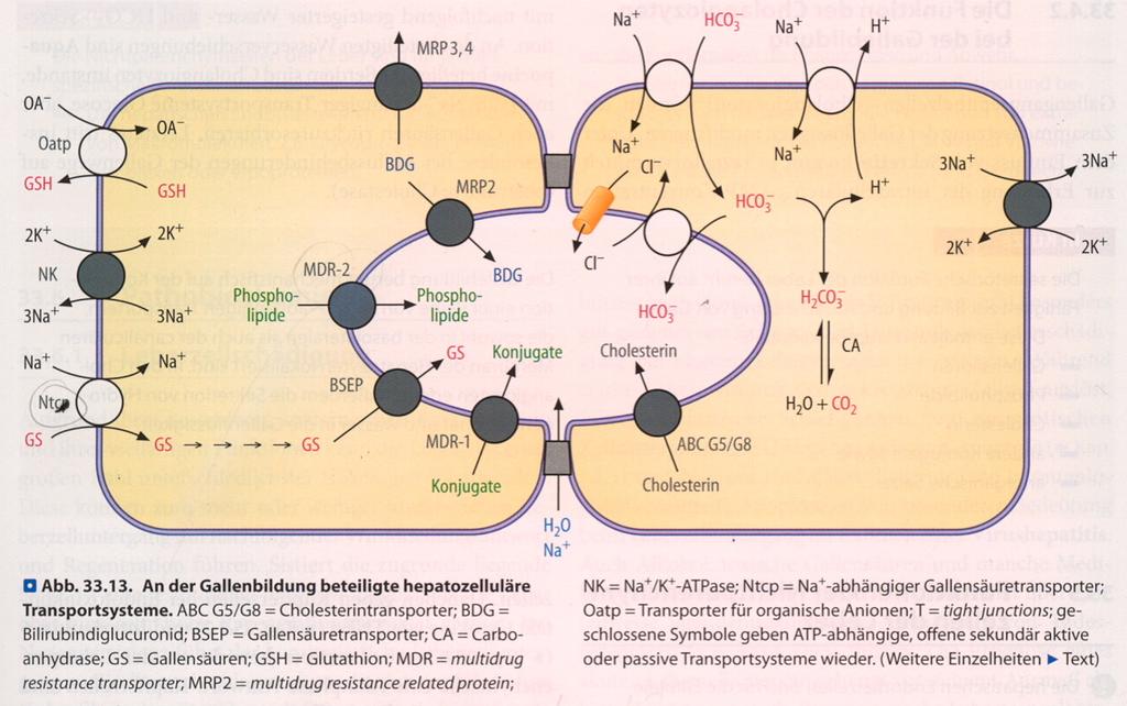 Legende Fig. 1. Enzymes of bile acid synthesis.