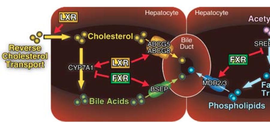 Nuclear Receptors and Cholesterol Wichtigkeit der LXR-Transkriptionsfaktoren für den Cholesterin- und Lipid-Haushalt unseres Körpers Many nuclear receptors bind to cholesterolderived