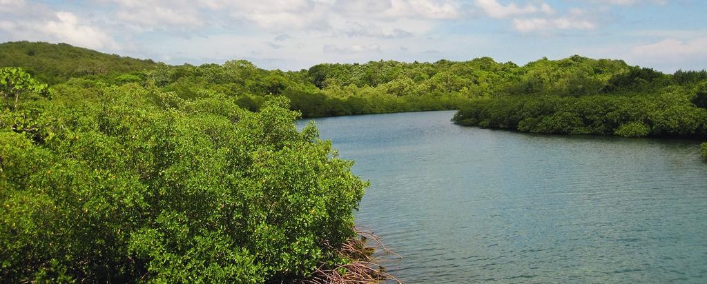 Hintergrundinfos Nachhaltige Aquakulturen Garnelenzuchtteiche im Einklang mit der natürlichen Vegetation in Südamerika.