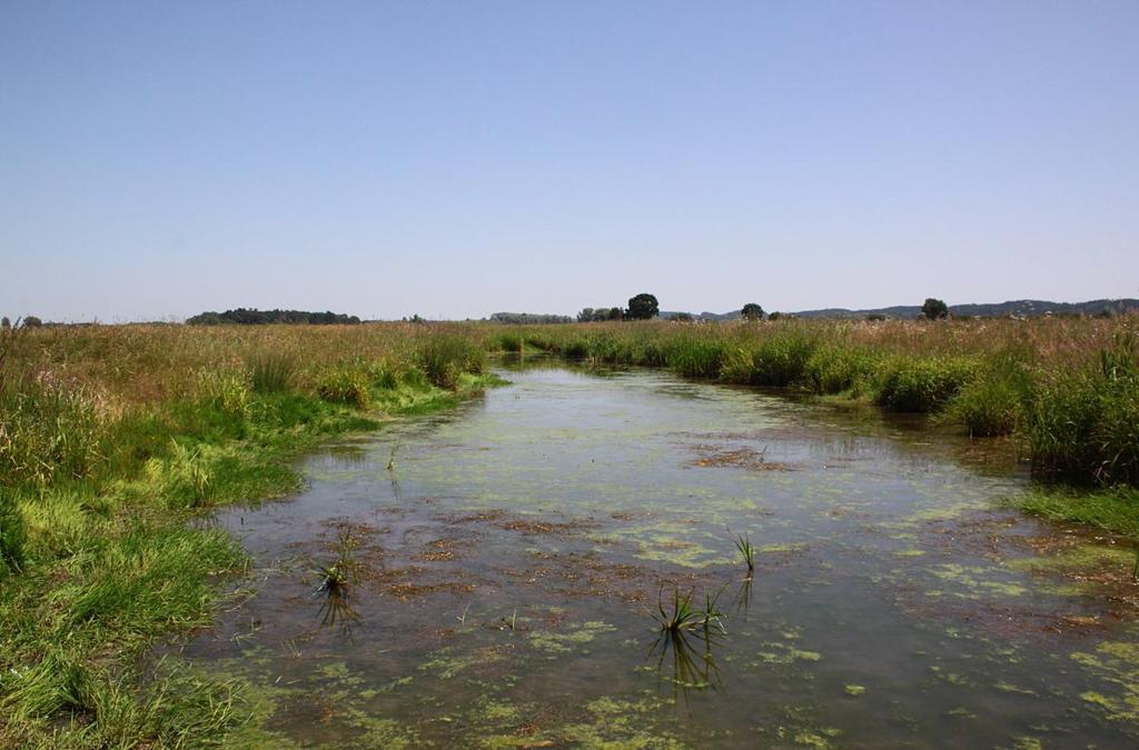 Bereits im Sommer 2012 konnte die Art vom gleichen Exkursionsteam in gringer Individuenzahl im Donauried am gleichen Wassergraben erfolgreich nachgewiesen werden.
