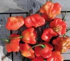 Scharfe Paprika Glockenpaprika mittelhoher Wuchs Früchte ähneln kleinen Glocken in grün, orange bis rot, sehr attraktiv nach Außen hin scharf, zur Mitte hin