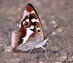 16 Großer Schillerfalter Er kommt aus der Familie der Schmetterlinge und gehört zu den Edelfaltern. Die Flügeloberseite ist schwarz-braun und auf den Vorderflügeln sind weiße Flecken.