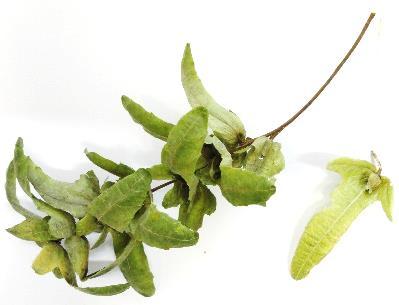 5. Carpinus betulus Hainbuche Betulaceae (Birkengewächse) sonnig bis halbschattig, feuchte, nährstoffreiche Böden Vorkommen: Mittel-Europa wechselständig, einfach