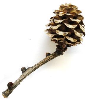 Larix kaempferi Japanische Lärche Vorkommen: Japan Zapfen: Pinaceae (Kieferngewächse) nährstoffreiche, tiefgründige Böden nadelförmig, einzeln oder in Büscheln, einfach,