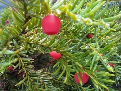 einfach, ganzrandig, abgeflacht und dunkelgrün Blütezeit Februar bis März; zweihäusig; Blüte einzeln, unauffällig bräunlich; Blüten in Kugeln, an der Zweigunterseite,