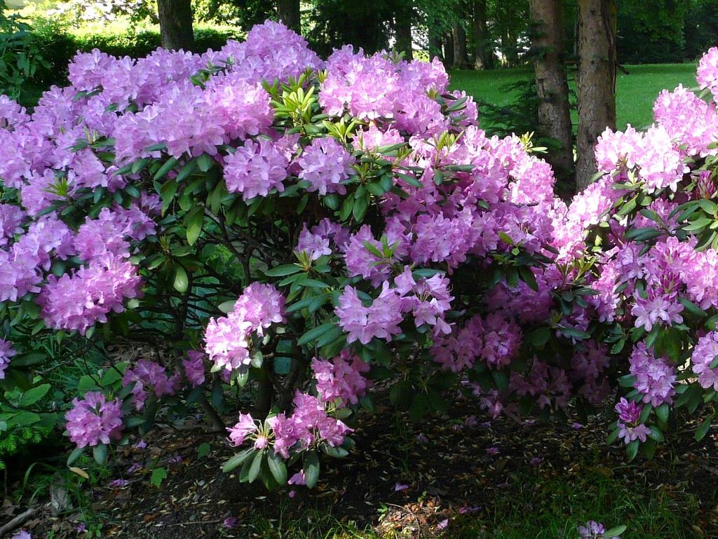 behaart Blütezeit Februar bis April; einhäusig (eingeschlechtlich); Blüten in hellgelben, langen Kätzchen; Blüten klein, in Achseln,