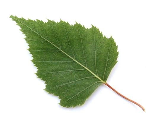 12. Betula pendula Hänge-Birke Vorkommen: Europa Betulaceae (Birkengewächse) Lichtbaum, anspruchslos bezüglich Böden wechselständig, einfach (dreieckig mit längerer