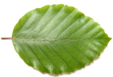 1. Fagus sylvatica Rotbuche Fagaceae (Buchengewächse) nährstoffreiche, schwach saure bis kalkreiche Lehmböden Vorkommen:
