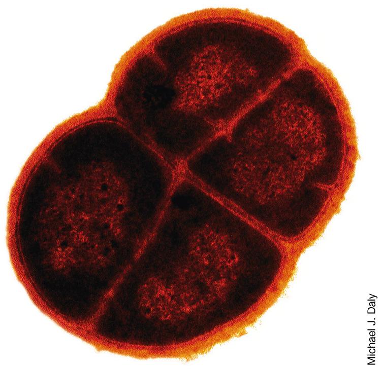 Diversität der Prokaryonten: Bakterien Chlamydien & Deinococcus Chlamydia: obligat intrazellulär,