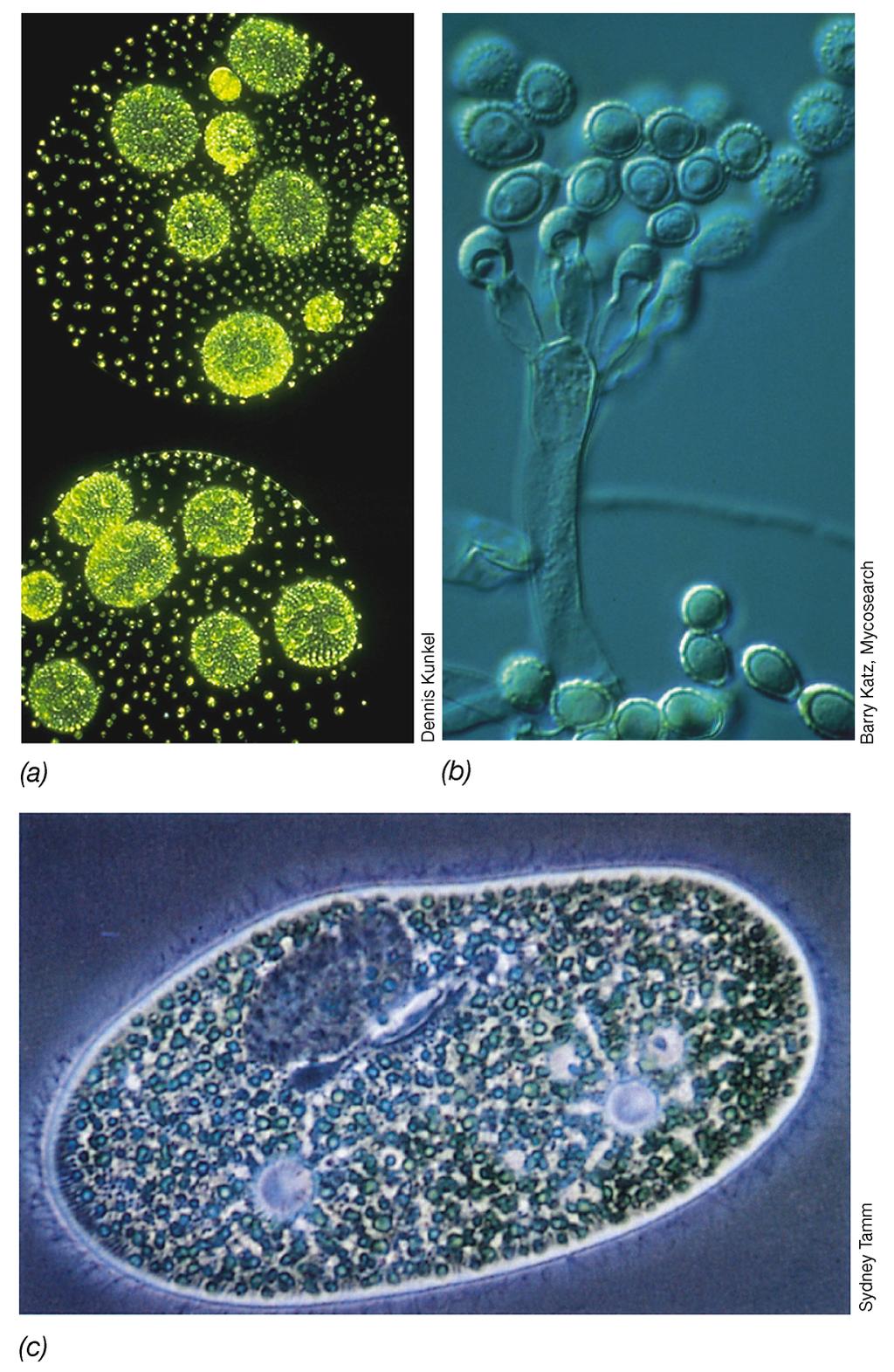 Microbial Eukarya Fungi, Ascomycete with conidiophores and