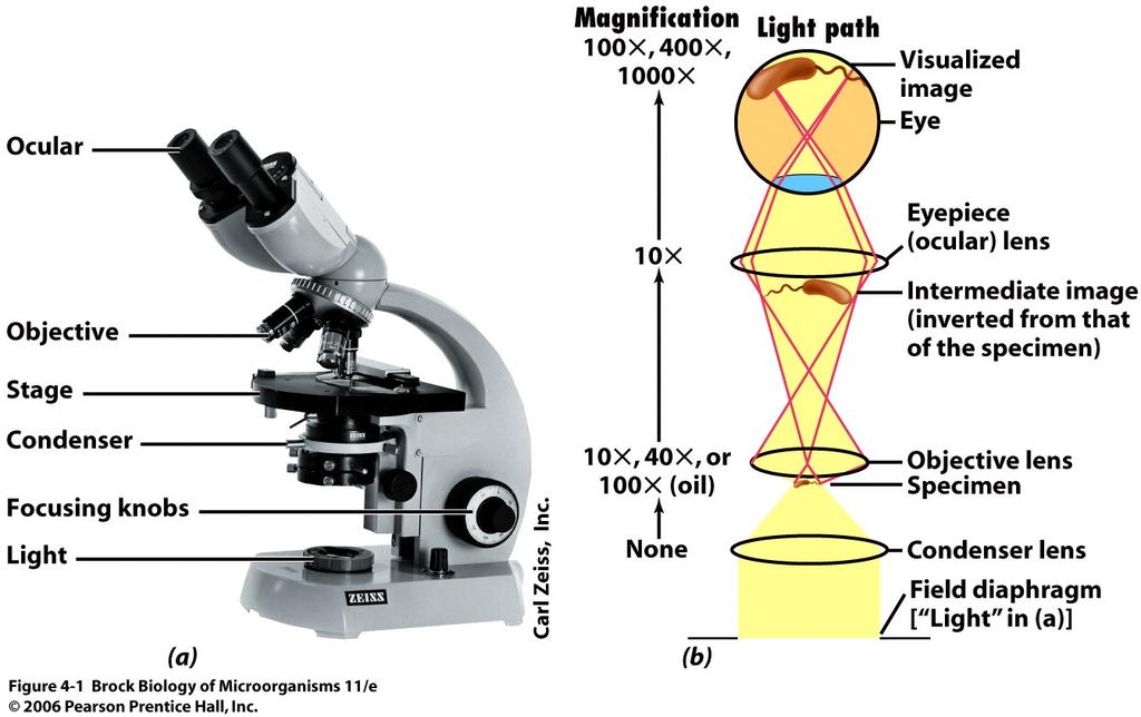 Mikroskopie & Zellmorphologie 1.