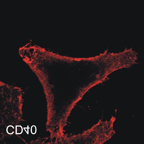 Am nächsten Tag wurden die Zellen entweder mit CD40L (200 ng/ml) + M2 (1 µg/ml) für 20 stimuliert oder sie blieben unbehandelt.