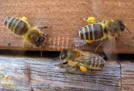 Die neueren in Österreich zugelassenen Pflanzenschutzmittel besitzen folgende Kennzeichnung: Spe 8: Bienengefährlich!