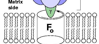 19: Schematische Darstellung der membrangebundenen F 1 F 0 -ATPase (links) und Bändermodell der Kristallstruktur der bovinen
