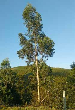 /Stück 8 Terrassendiele Eucalyptus Globulus 10 Terrassendiele Eucalyptus
