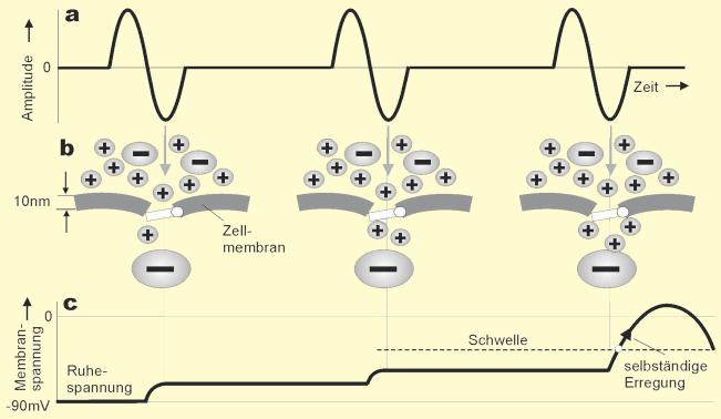 LfU Gepulste Funkwellen Wirkungsmechanismen 7 4 Wirkungsmechanismen an ionenselektiven Membranen Die im vorherigen Abschnitt veranschaulichte Darstellung des elektrischen Volumenleiters trifft für