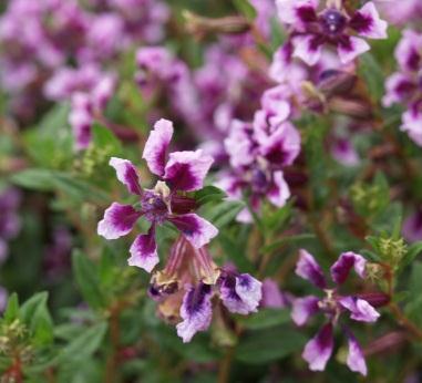 5 Lobularia maritima Silver Stream und Snow White Die vegetativ vermehrte, zart duftende Snow Princess