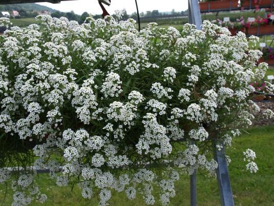 Abbildung 32: Lobularia Silver Stream und Snow White blieben kompakter als Snow Princess.