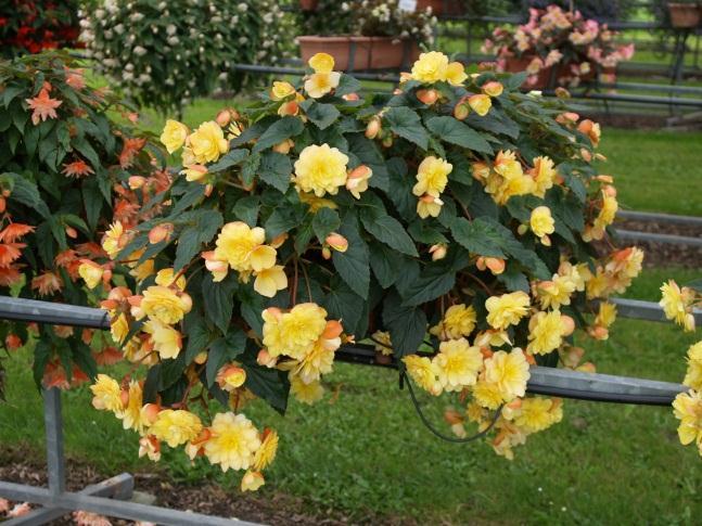 Gesamtdurchmesser der Pflanzen in der Blumenampel (drei Pflanzen in 30-cm-Ampel) Trieblänge Länge der Triebe, gemessen senkrecht nach unten von Oberkante des Gefäßes bis zur Triebspitze Abbildung 8: