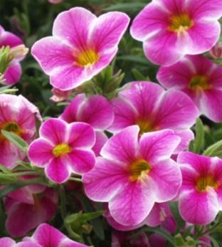 höher wachsend, leicht überhängend, dicht; 60 1 deutliche Blütenzeichnung Calita Purple Star Vol 6,9 8,2 7,2 7,7 üppig, gut hängend; nur leichte Blütenzeichnung Callie Painted Pink S&G 7,2 5,3 3,8