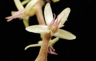 Anamu Anamu (Petiveria alliacea) Substanz und Vorkommen Die Pflanze Anamu stammt aus dem tropischen Zentral- und Südamerika.