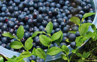 Anthocyane Anthocyane Substanz und Vorkommen Anthocyane sind chemische Verbindungen, die in allen höheren Pflanzen vorkommen, u. a. in Blaubeeren, Hibiskusblüten und Lindenblüten.