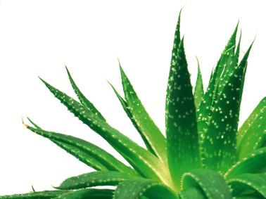 Aloe, Wüstenlilie Aloe, Wüstenlilie (Aloe vera bzw. barbadensis) Substanz und Vorkommen Aloe ist auf den Kanarischen Inseln heimisch und wird heute auch in anderen Trockengebieten kultiviert.