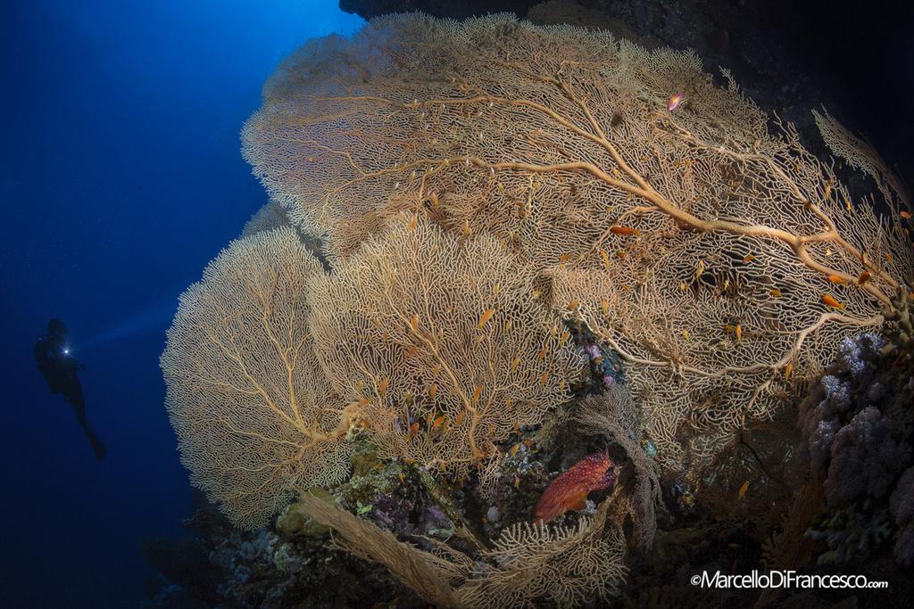 Riesige, üppige Seefächerkolonien vor dem tiefen Blau des Roten Meeres. (Canon 5Dmk3 + Tokina 10-17mm Nauticam Housing F16 1/200 iso 200).