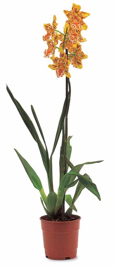 10 Alles über die Orchidee junge Pseudobulbe für den nächsten Blütentrieb Neutrieb ODONTOGLOSSUM- TYP Über Jahrmillionen verbreiteten sich Orchideenarten in den tropischen Regenwäldern.