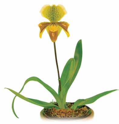 an deren Ästen mit ihren Wurzeln festhalten Luftwurzel Lithophyten Bezeichnung für Orchideen, die sich an Gestein