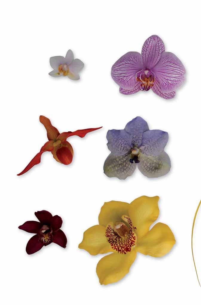 12 Orchideenblüten Blütenpflanzen lassen sich meist nach ihren Blütenformen klassifizieren.