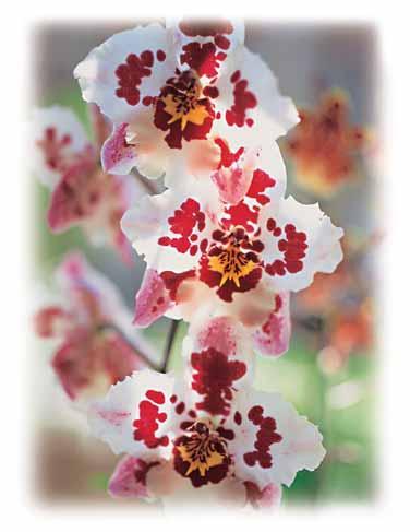 16 Orchideen kaufen Orchideen werden in vielen Geschäften angeboten von Gartencentern bis hin zu Supermärkten. Kaufen Sie Ihre Orchideen, sobald sie im Handel erscheinen.