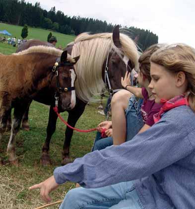 Events & Termine Pferdige Veranstaltungen Schwarzwälder Kaltblut Ob Zucht, Longieren oder Ausritte, Wanderreiten, Spring- und Reitturniere oder Reiterprozessionen Pferde gehören zum Schwarzwald wie