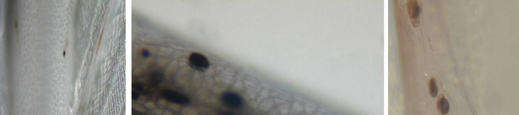 In Basisnähe haben die Federäste relativ viel Melanin eingelagert. Zu den Astspitzen (Federaußenseite) hin nimmt die Konzentration des Melanins ab und das Lipochrom zu.