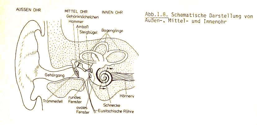 Physiologie des Gehörs Antransportorgane (Außen-, Mittel- und Innenohr): Reizweiterleitung