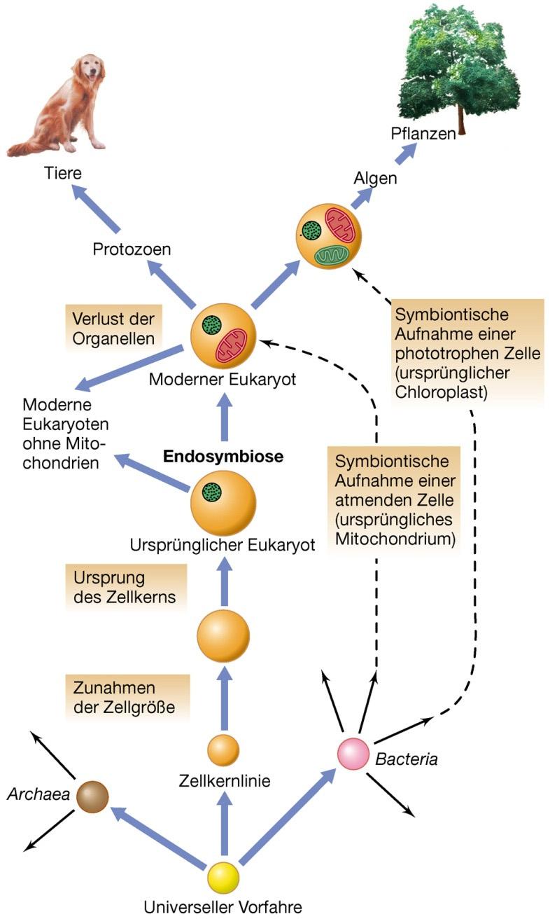 Ursprung der eukaryotischen Zelle