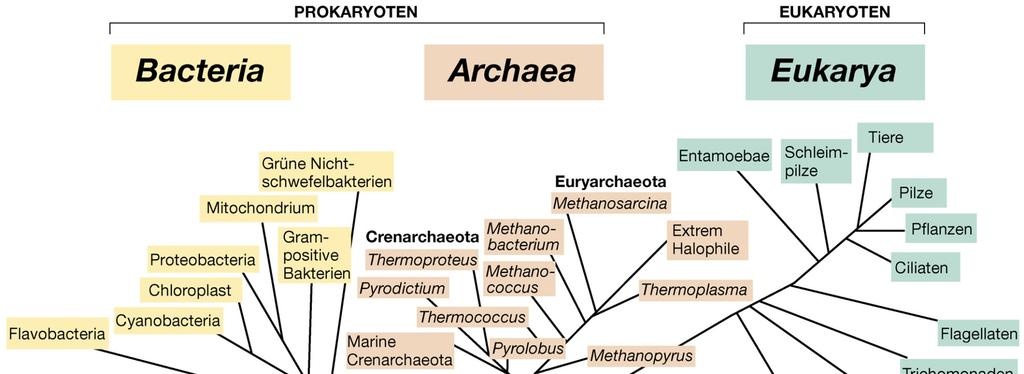Universeller phylogenetischer Stammbaum LUCA