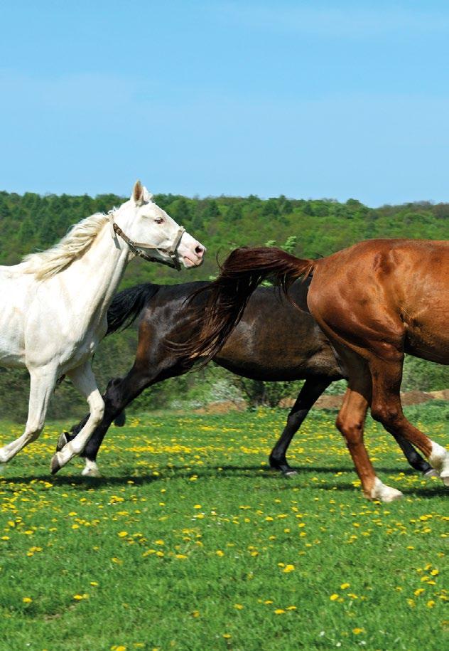 Unternehmen Wir machen nur Pferde. Seit über 11 Jahren entwickeln wir unter der Marke Kristallkraft natürliche Ergänzungsfuttermittel für Pferde.