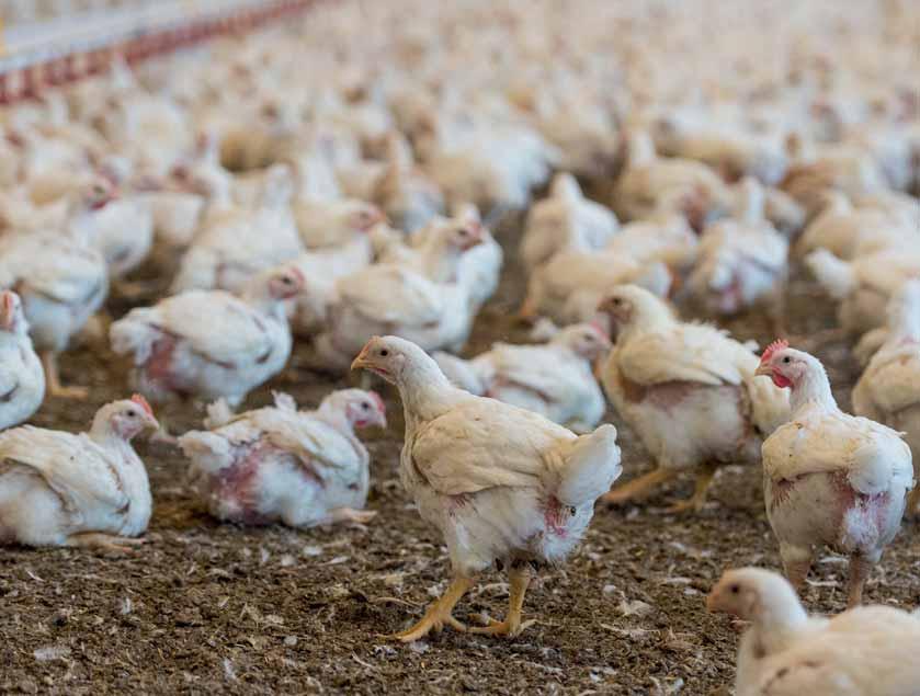 Oben: In der agrarindustriellen Intensivmast wachsen die Hühner zu schnell und sie haben zu wenig Platz.