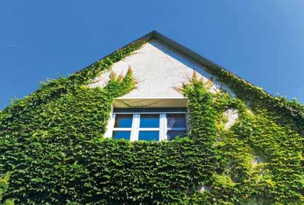 Deshalb sollte nicht zu dicht an die Fassade gepflanzt werden und erforderlichenfalls ein regelmäßiger Rückschnitt erfolgen, um einen kontaktfreien und