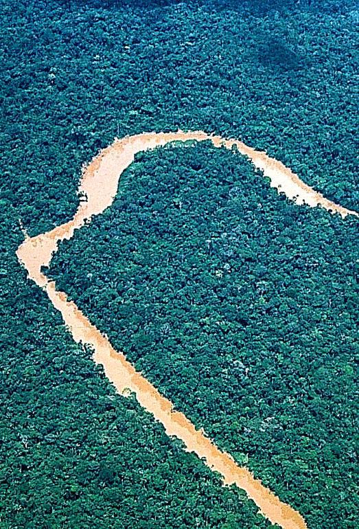 In einem ecuadorianischen Tiefland-Regenwald hingegen kommen ca. 1.000 Arten pro Hektar vor, darunter bis zu ca. 450 Baumarten.